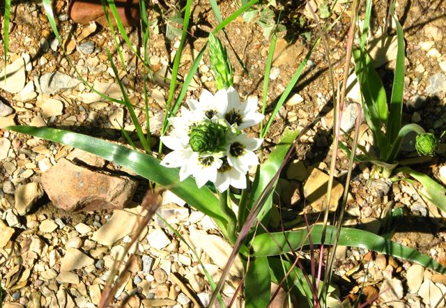 Ornithogalum thyrsoides