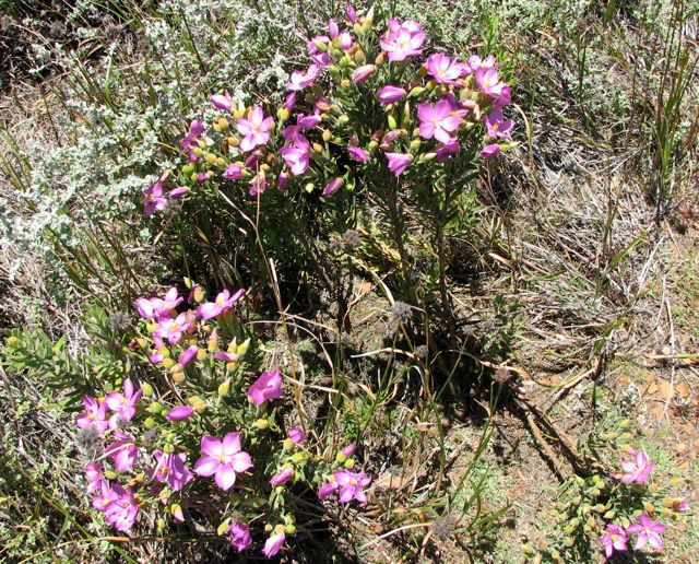 Orphium frutescens