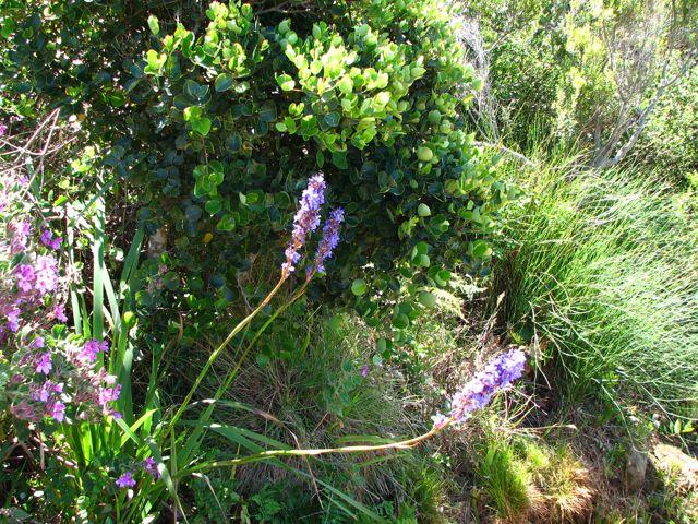  Aristea capitata