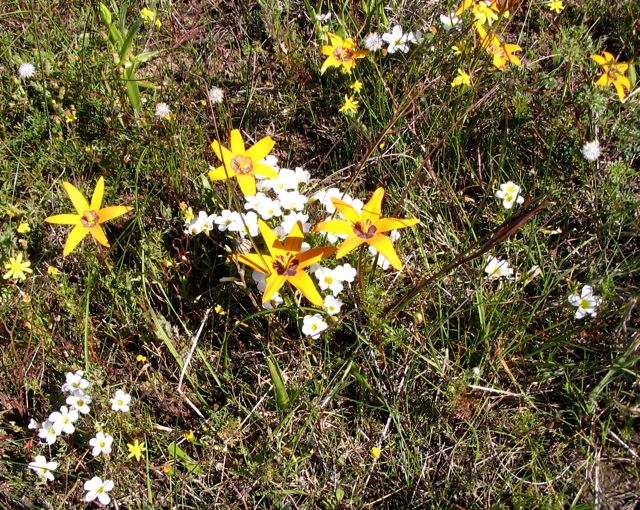 Oxalis glabra und Spiloxene 