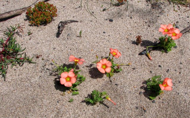 Oxalis purpurea