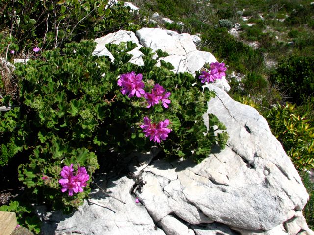 Pelargonium cucullatum