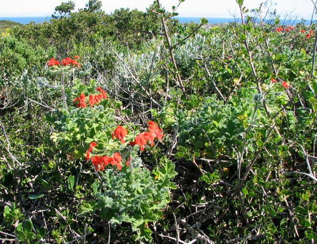 Pelargonium fulgidum