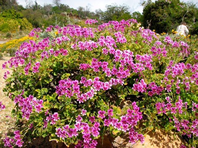 Pelargonium magenteum