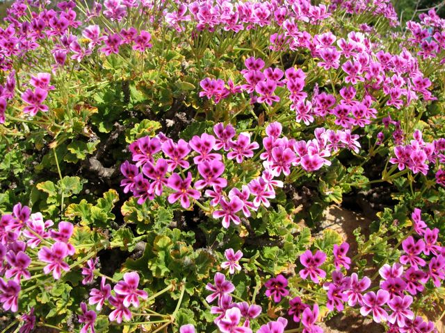 Pelargonium magenteum