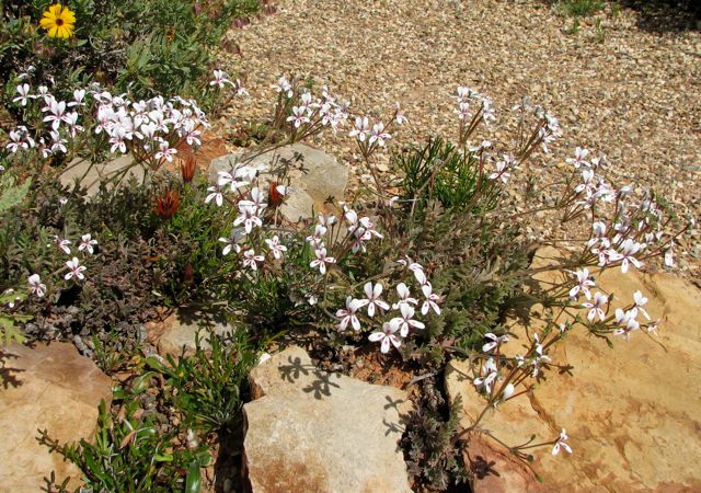 Pelargonium ssp