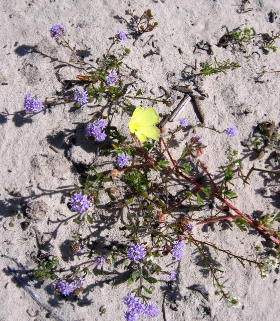 Phyllopodium cephalophorum with Grielum