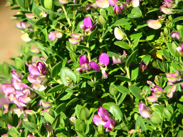 Polygala myrtifolia