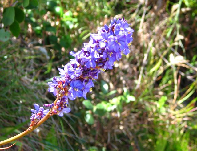  Aristea capitata