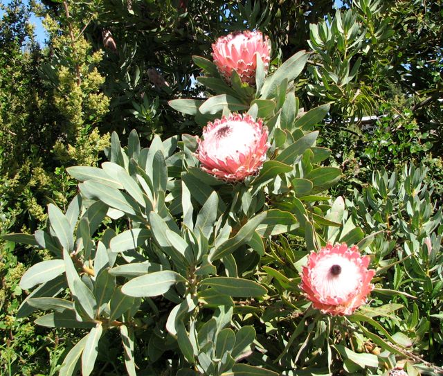 Protea magnifica