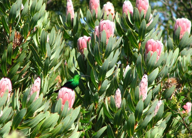 Protea nerifolia with Malachite Sunbird