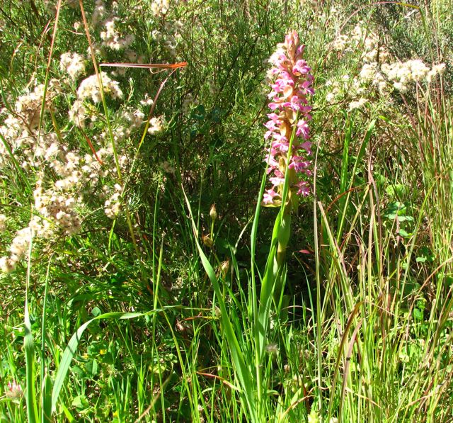 Satyrium carneum