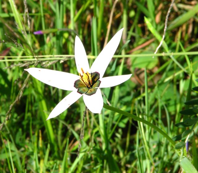 Sparaxis grandiflora