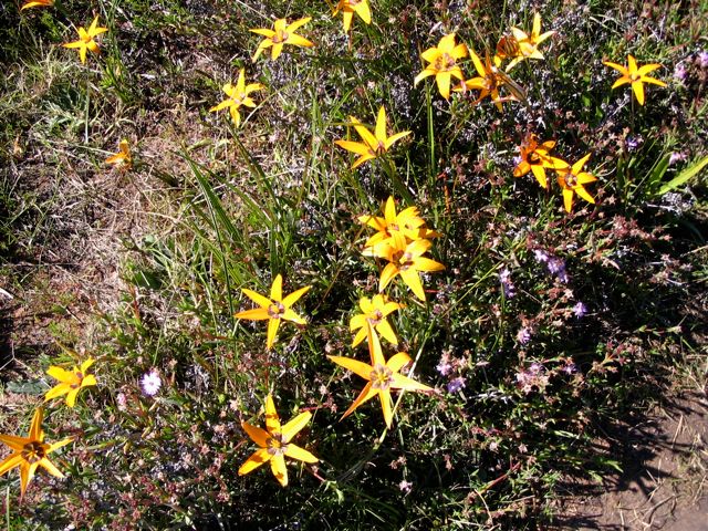 Spiloxene capensis