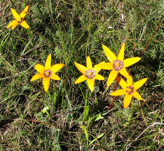 Spiloxene capensis