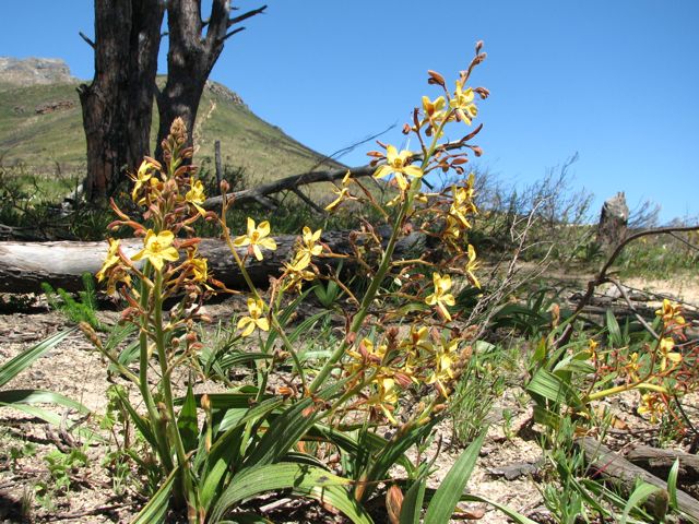 Wachendorfia brachyandra