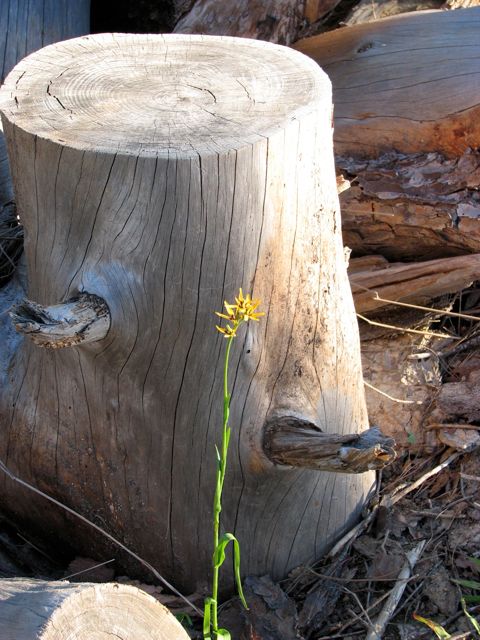 Baeometra uniflora