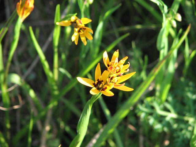 Baeometra uniflora