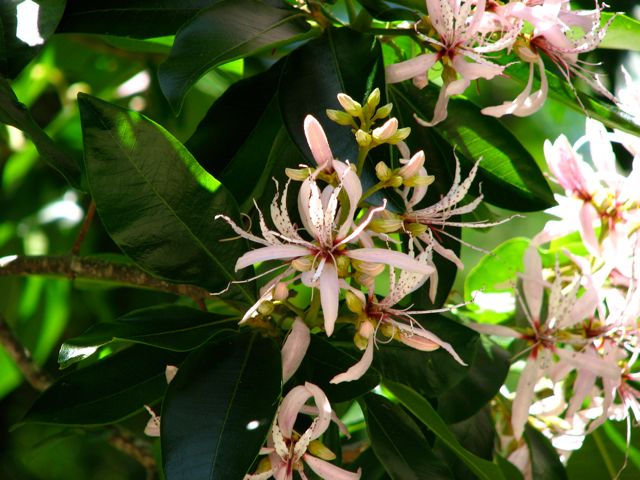 Cape Chestnut (tree)