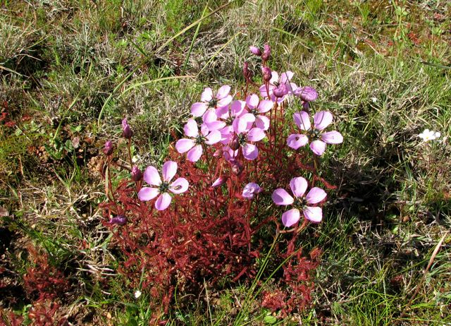 Drosera cistiflora