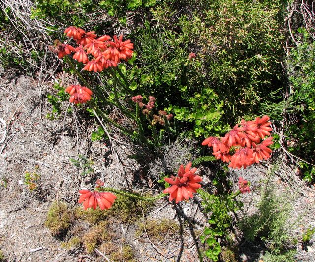 Erica cerinthoides