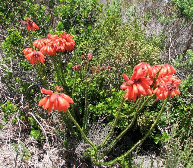 Erica cerinthoides