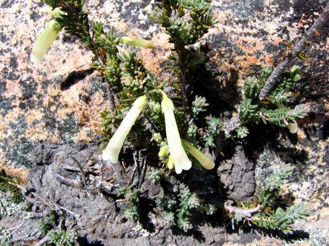 Erica leucosyphon?