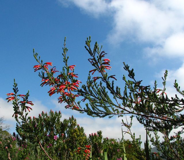 Erica versicolor