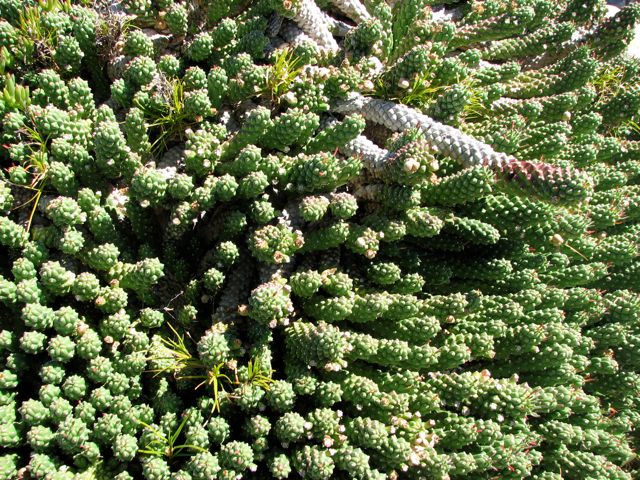 Euphorbia caput-medusae 