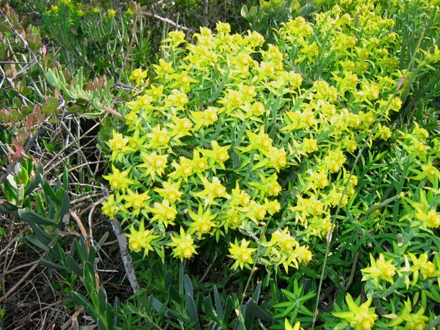 Euphorbia mauritanica