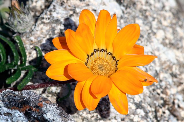 Gazania krebsiana