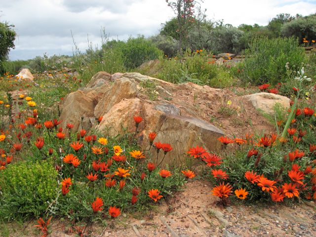 Gazania krebsiana, Albuca (right)