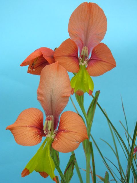 Gladiolus alatus