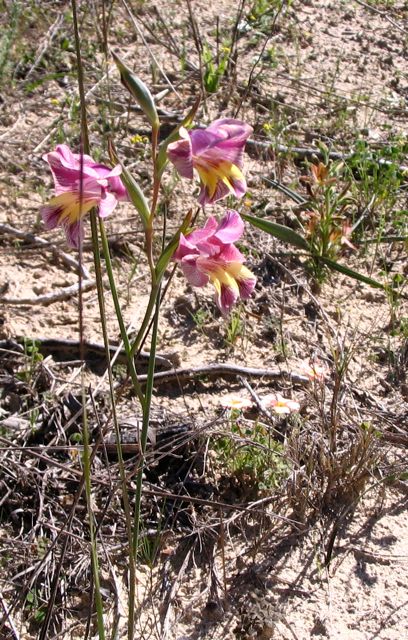 Gladiolus carinatus