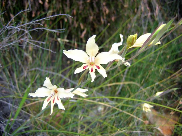 Gladiolus carneus