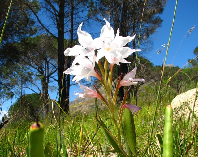 Gladiolus carneus