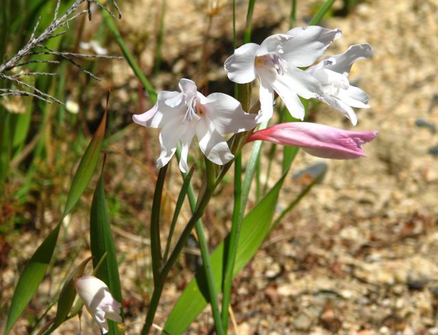 Gladiolus carneus