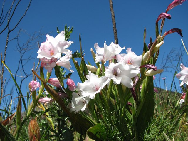 Gladiolus carneus