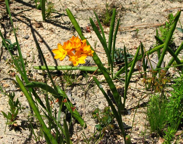 Ixia dubia amid Macranthus