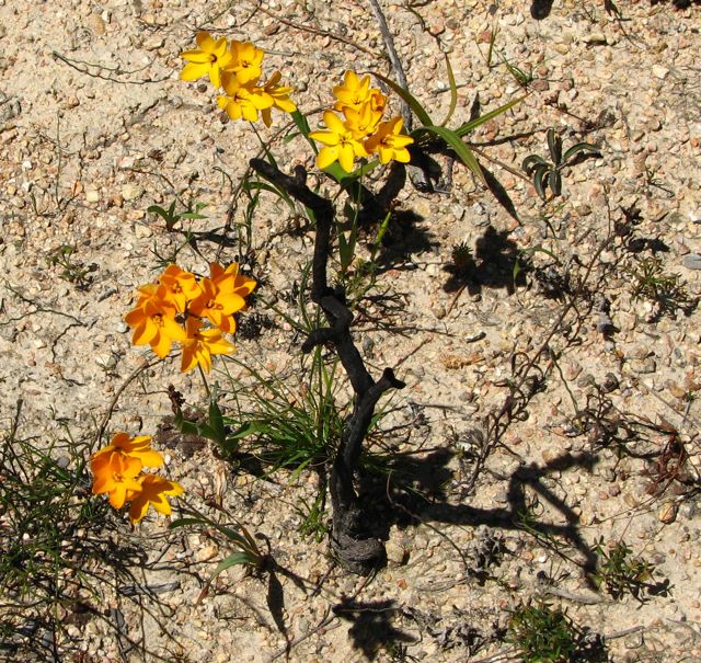 Ixia dubia, yellow and orange