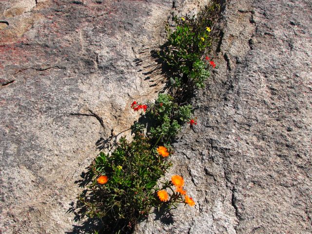 Lambranthus aureus and Pelargonium fulgidum