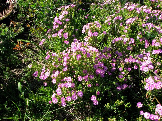 Lampranthus vredenburgensis