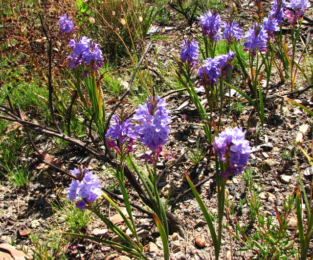 Lapeirousia neglecta