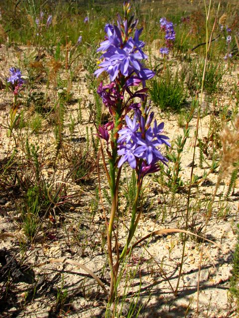 Lapeirousia neglecta