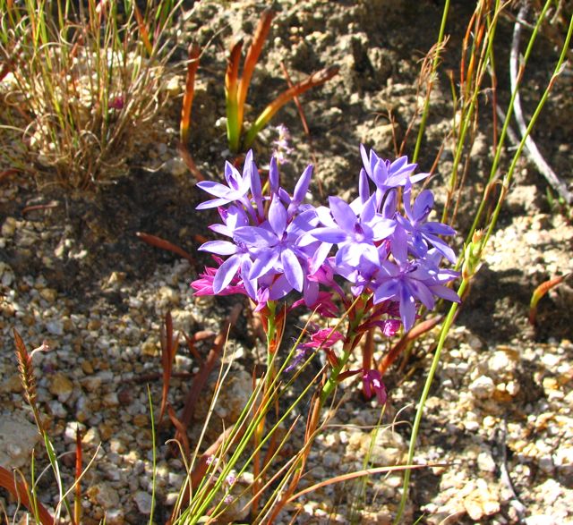 Lapeirousia neglecta