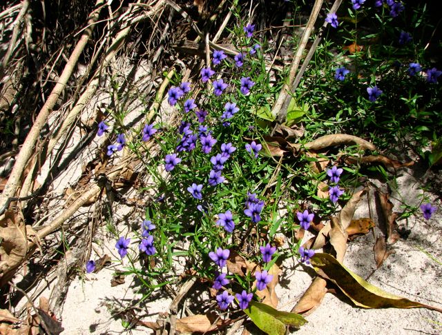 Monopsis unidentata