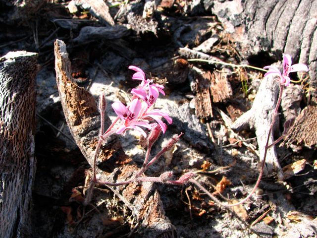 Dainty Pelargonium