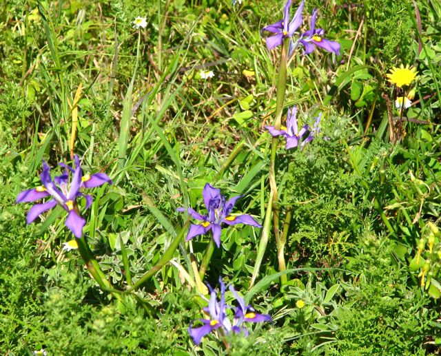 Moraea fugax (type 1)