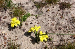 Moraea fugax (type 2)