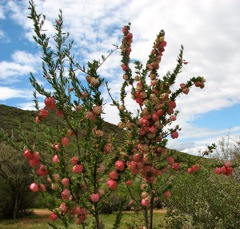 Nymania capensis